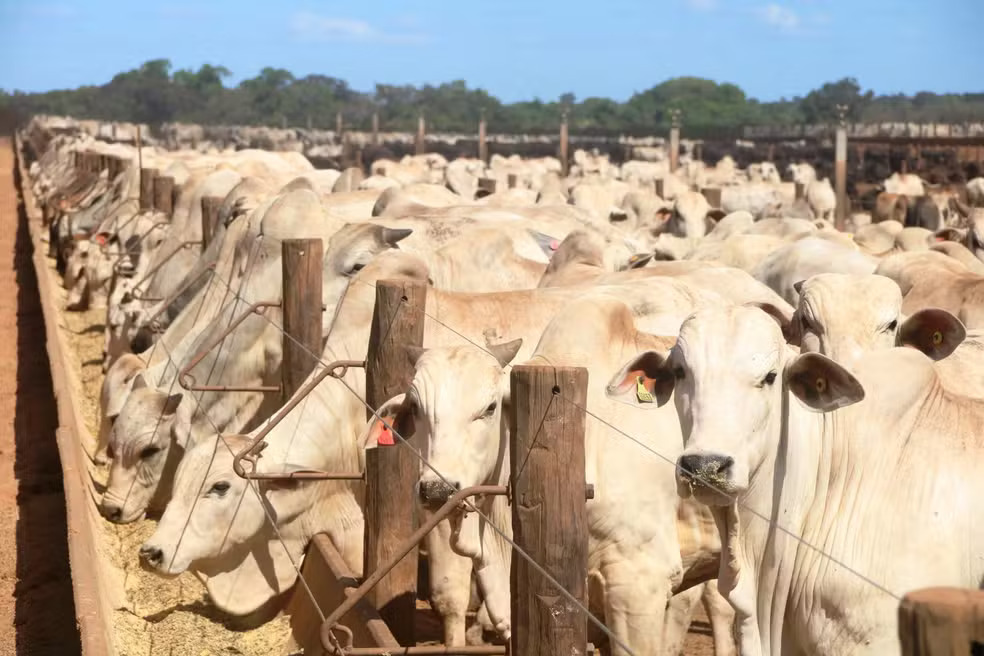 whatsapp-image-2025-03-27-at-11.59.40 Produção de gado e aves no Tocantins se destaca no Brasil segundo dados do IBGE